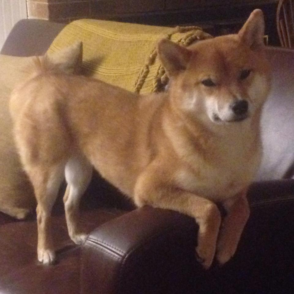 WRC赛车维护:幕后技术保障大揭秘,wrc赛车解析