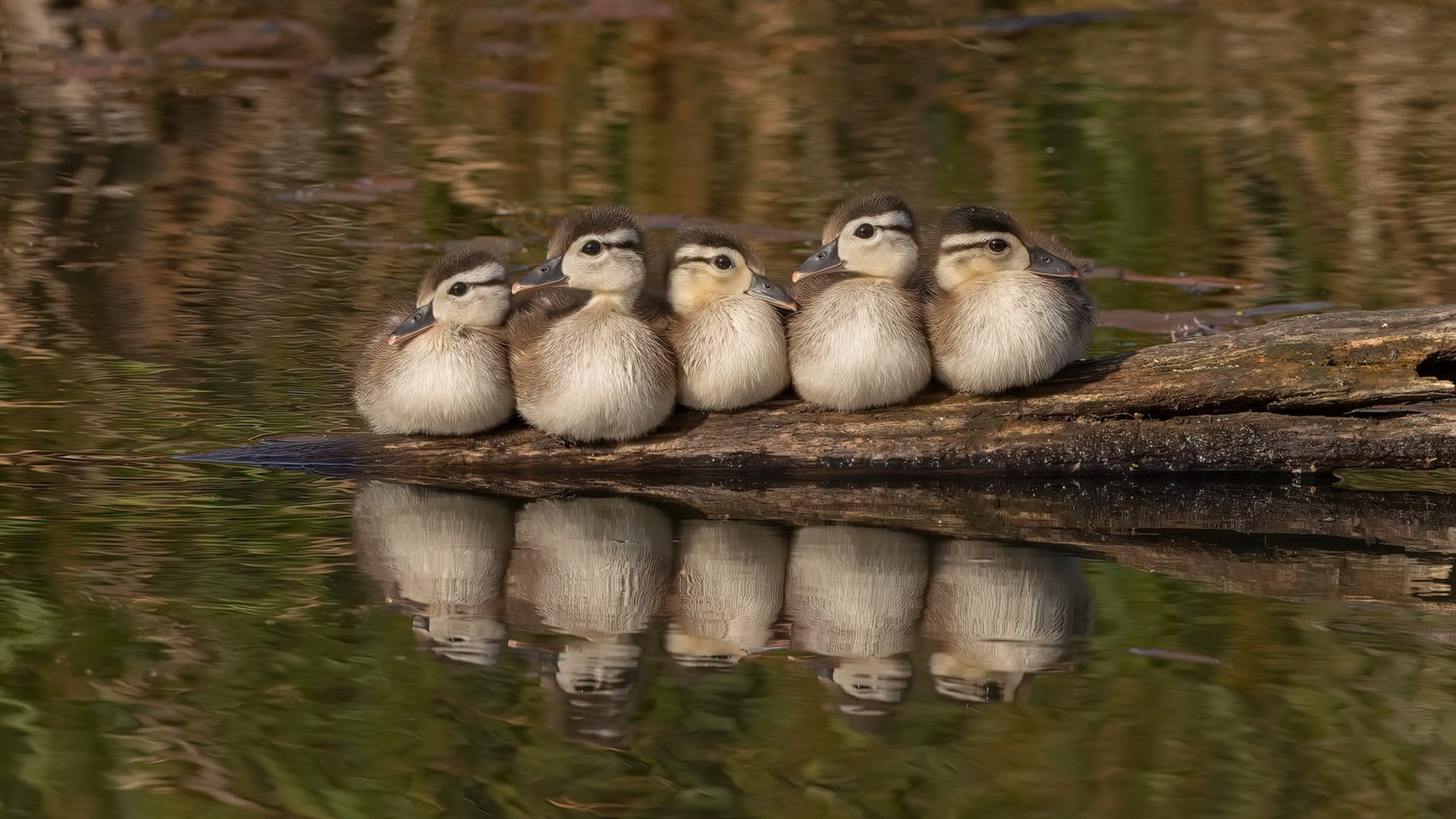 “中国足球裁判员国际比赛执裁经验不断丰富”,中国足球裁判员查询