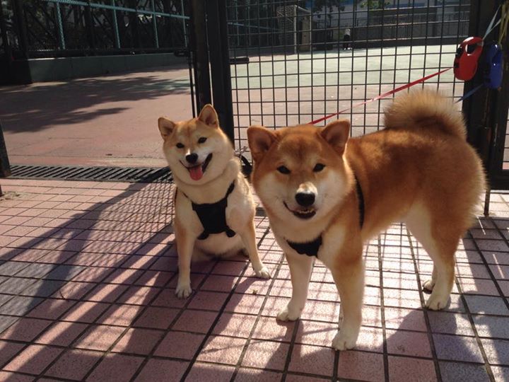 “荒野追逐：沙漠与山林的极限比拼”，荒野沙漠枪战动作片叫什么名字