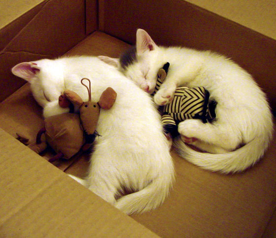 冰上碰碰车赛,冰面上的惊险乐趣,冰上碰碰车视频及报价